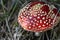 Top view of red poisoned mushroom also known as Amanita muscaria, the fly agaric or fly amanita growing in the forest on bright su