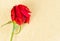 Top of view of red rose on parchment paper background with space for text