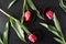Top view of red tulips on the black plates on the dark surface