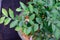 Top view ripe and green blueberries on tree branch with green leaves foliage growing on pot with wood chips mulch at homestead