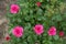 Top view of rose bush with magenta-colored roses in May