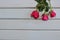 Top view of roses on white wooden board with copy space background for valentines day concept.