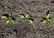 Top view of a row of young sugar beet sprouts