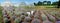 top view of rows of blooming lavender field with greenhouses panorama