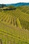 Top view of rows of ready to harvested, Moscato grapes, Piedmont region of Italy