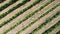 Top view of rows of vineyard. Drone from the air on an agricultural vineyard