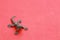 Top view of the rubber lizard toy isolated on a red background