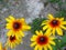 Top view of Rudbeckia hirta. Rudbeckia hirta. Gazania. Black-eyed Susan blooming. Yellow summer garden flower.