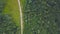 Top view of rural road in green forest. Clip. Country road between avenue of trees of green forest in rural countryside