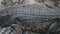 Top view of Saltwater crocodile top skin Crocodylus porosus or Buaya muara or Indo Australian crocodile or Man-eater crocodile.