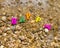 Top view of sand and seashells washed by sea water. On the sand, multicolored letters forming the inscription Happy. The