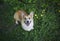 Top view of a satisfied ginger Corgi dog puppy sitting on the green grass in the may garden