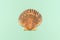 Top view of scallop shell on green background. Seashell top view on green background. Exotic tropical seafood mollusc