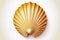 top view of a scallop shell, white background