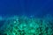 Top view on scuba divers group swimming who exploring deep dark ocean blue water near a coral reef. Male and female in