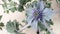 Top view of Sea Holly plant and flower blossom in the sand. Also known as seaside eryngo or eryngium maritimum.