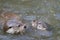 Top view of sea otters swimming on the water