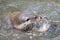 Top view of sea otters swimming on the water