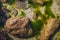 Top view of sea shore with stones and Green algae Tina in water. bright natural background