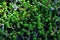 Top view of Sedum. A close-up of small pant on the ground