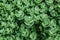 Top view of Sedum ewersii green houseplant. Green leaves pattern background. Natural background and wallpaper. Growing