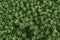 Top view of Sedum ewersii green houseplant. Green leaves pattern background. Natural background and wallpaper. Growing houseplants