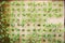 Top view seedling kale on sponge for seeds.