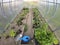 Top view of the seedlings in containers of tomatoes and peppers in the greenhouse before planting in the runt. The concept of