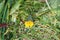 Top view selective focus closeup of a flower and colony of ants with eggs