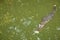 Top view and selective focus shot of asian crocodile is swimming in green swamp shows only snout and head to hide and camouflage