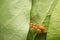 Top view selective focus team works red ants create their nest by green tree leaf with nature background