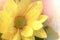 Top view and selective focus on yellow flawer of beautiful chrysanthemum with water drop