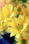 Top view and selective focus on yellow flawer of beautiful chrysanthemum with water drop