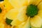 Top view and selective focus on yellow flawer of beautiful chrysanthemum with water drop