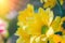 Top view and selective focus on yellow flawer of beautiful chrysanthemum with water drop