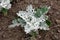 Top view of Senecio cineraria Silver dust or Silver Ragwort herbaceous annual foliage shrub plant with slightly lobed leaves