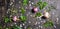 top view of setting garlic, dry peppers, sea salt, different greenery on cracks black background, designer decoration, panorama