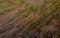 Top view of sheaves of wheat in the field after the harvest. Agrotexture concept