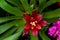 Top view shot of a beautiful bromelia