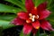 Top view shot of a beautiful bromelia flower