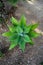 Top view shot of blossom Foxtail agave plant on the ground