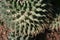 Top-view shot of cactus Mammillaria magnimamma.