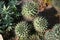 Top-view shot of cactus Mammillaria magnimamma.