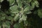 Top view shot of cornus tree branch with green leaves and white berries. Green garden background.