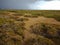 Top view shot of green bushes in dryland in Corralejo Natural Park, Spain