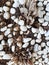 Top view shot of white pebbles and dried plant leaves on the ground