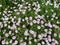 Top view shot of white perennial shrub osteospermum grown in a garden