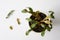 Top view of a sick cactus with dry leaves on a white windowsill.