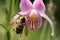 top view of a single bee orchid in full bloom