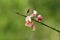 Top view of single branch of Cytisus flowering plant with blooming brightly light pink coloured pea like flowers surrounded with